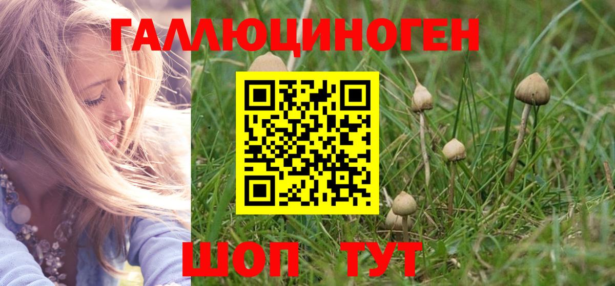 Псилоцибиновые грибы Cubensis  Вход с VPN  Богданович 